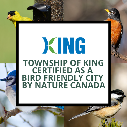 Township of King Certified as A Bird Friendly City By Nature Canada