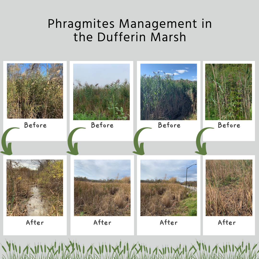 Phragmites Before and After