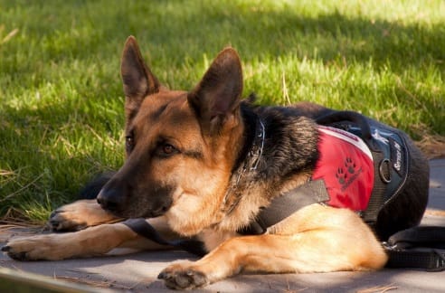 Service dog picture