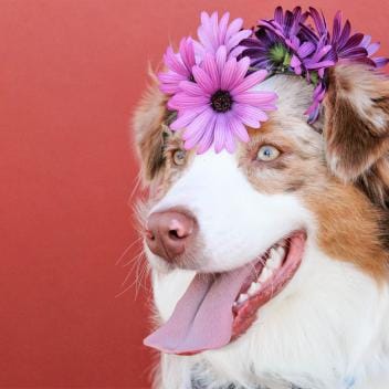 Dog with flowers on it's head