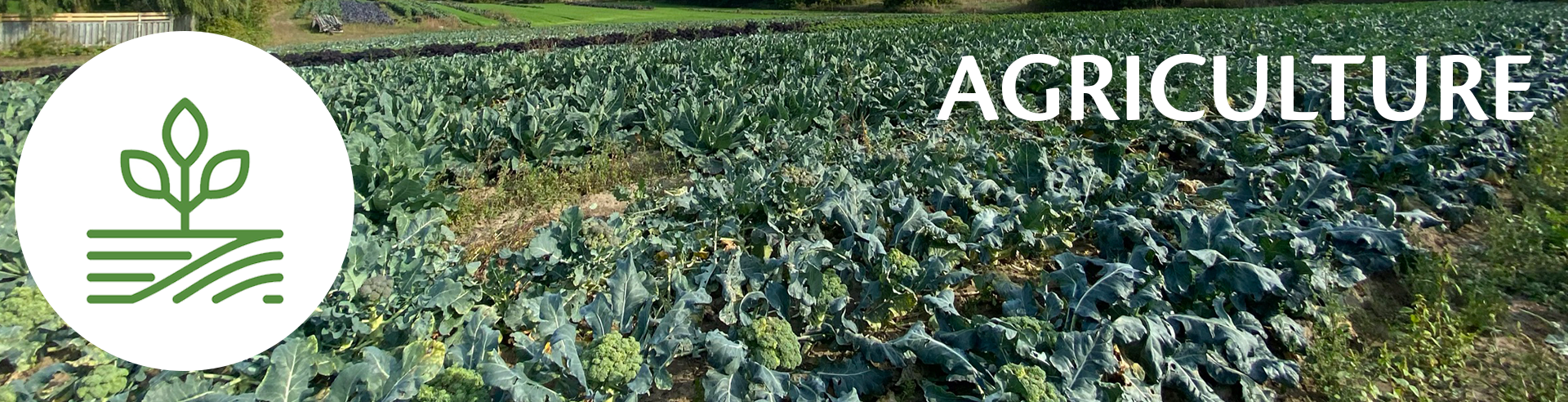 Agriculture Banner with a field of vegetables