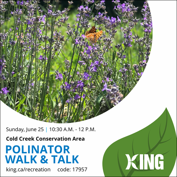 Pollinator walk and talk