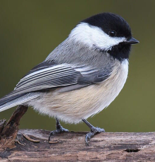 black capped chickadee