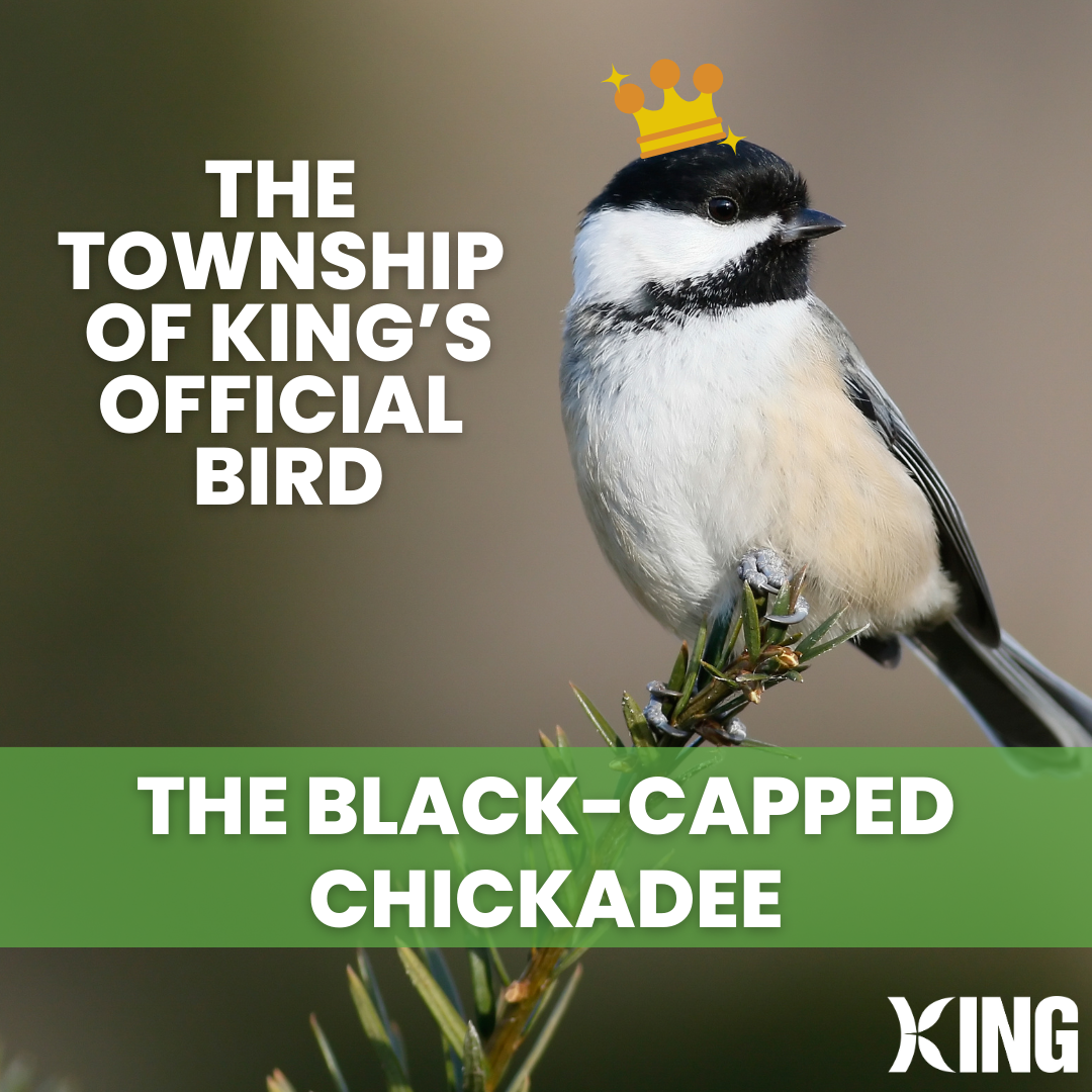 King's Official Bird 