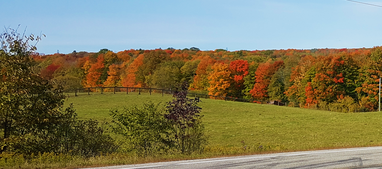 Fall Scenery