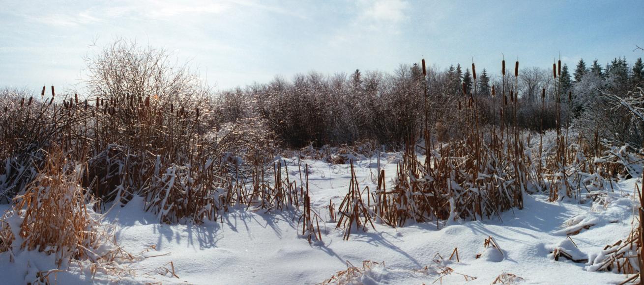 Winter Forest