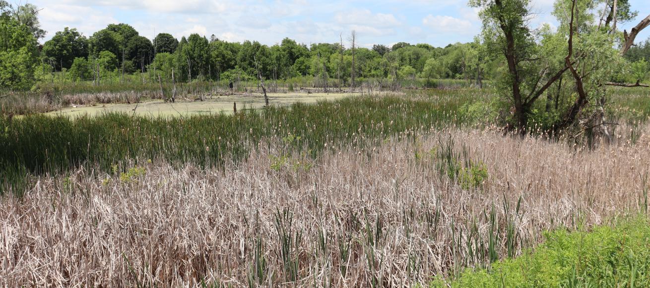 Dufferin Marsh