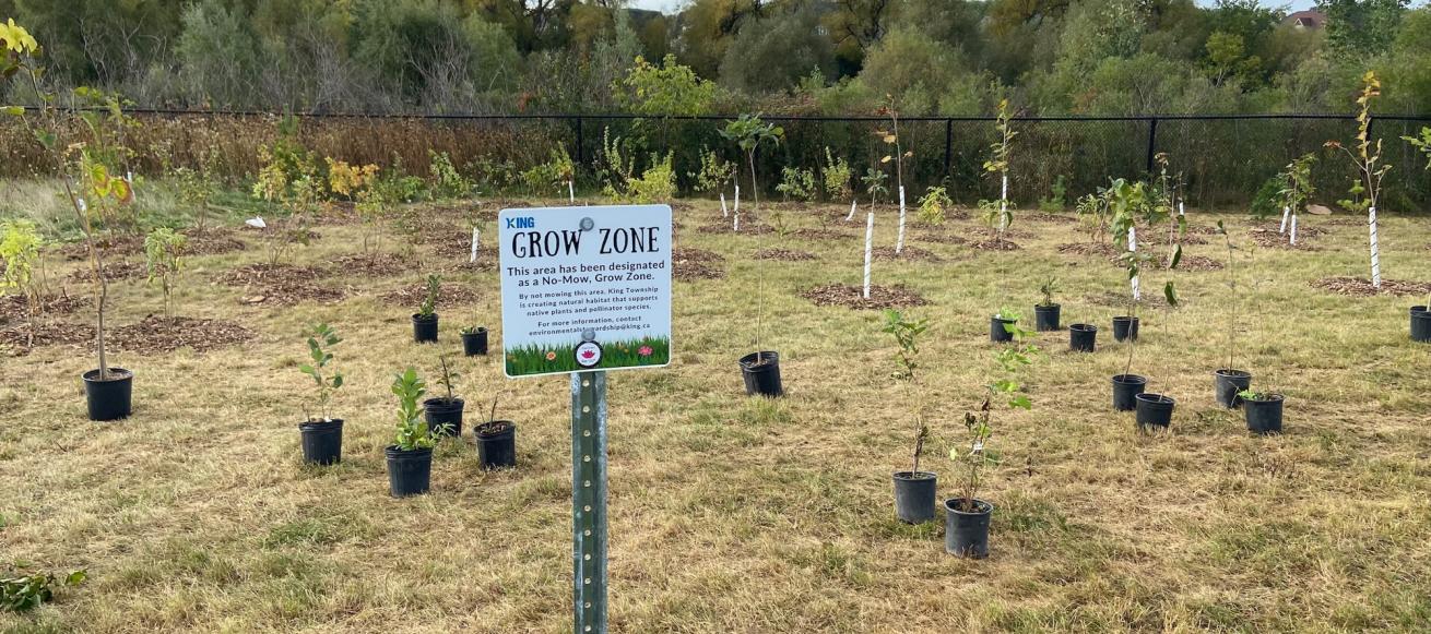 Tree Planting