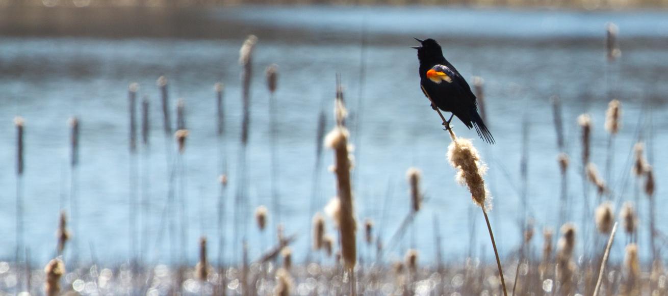 Wetland with Bird