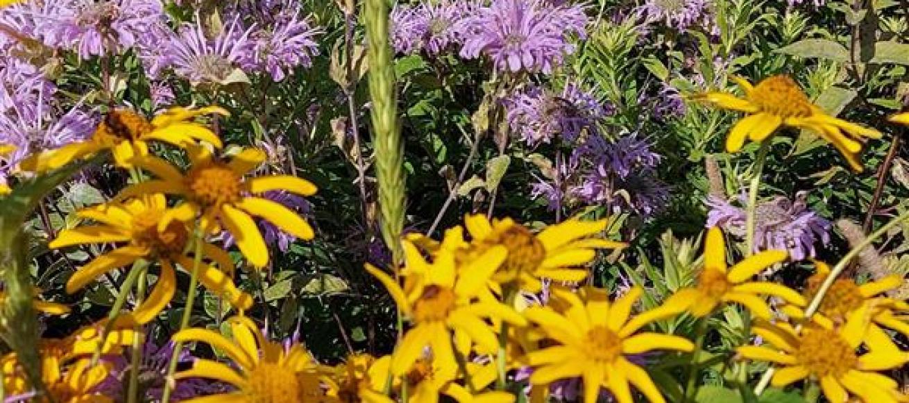 Purple and yellow flowers