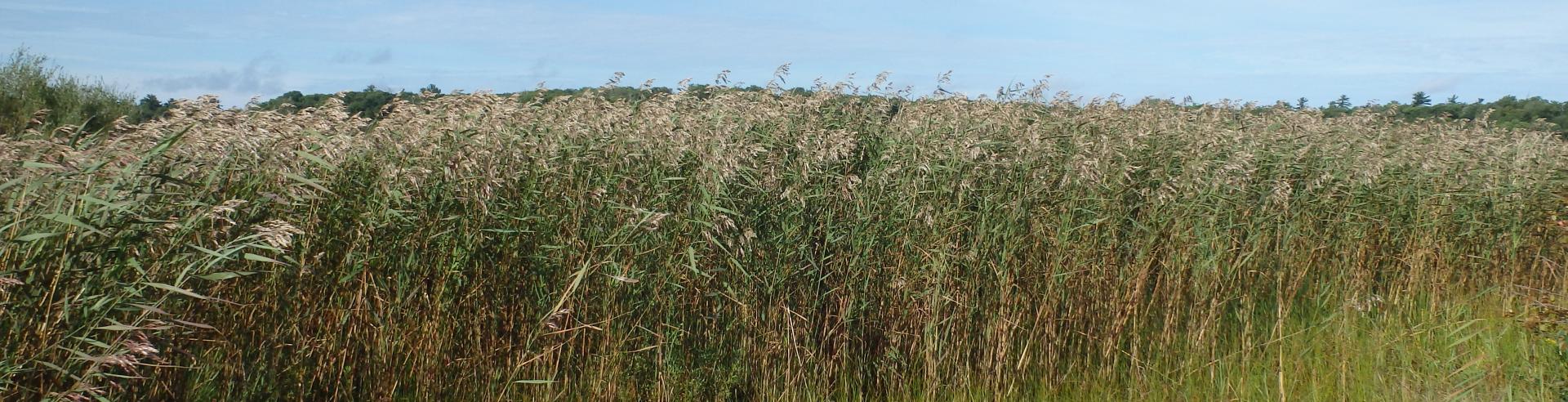 invasive species field