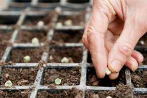 Hand planting seeds