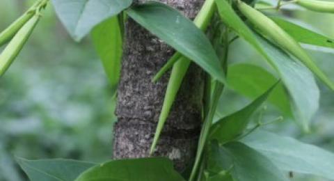 Dog Strangling Vine on tree