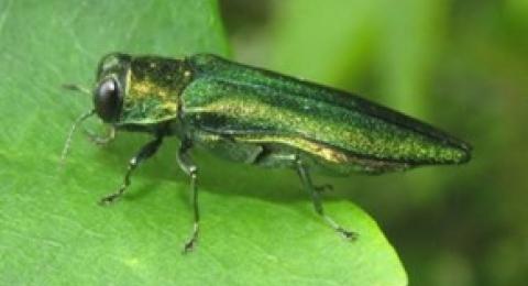 Emerald Ash Borer on leaf