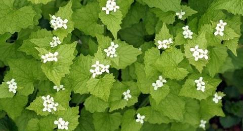 Garlic Mustard