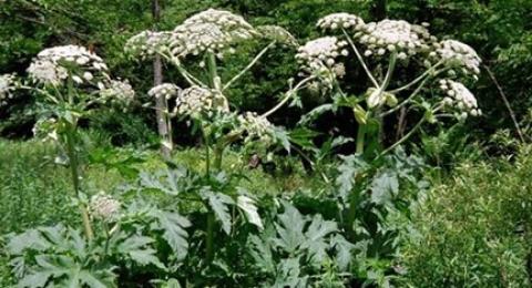 Giant Hogweed