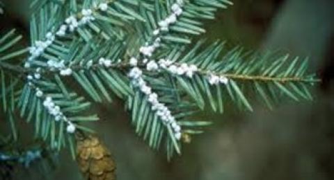 Hemlock Woolly Adelgid on Branch