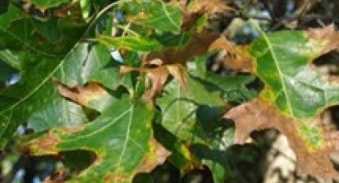 Oak Wilt on oak leaves