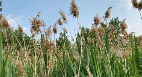 Phragmites