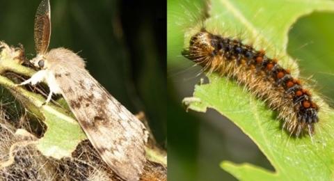 Spongy Moth as caterpillar and moth