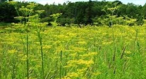 Wild Parsnip in field